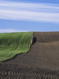 Wheat Field and Plowed Land