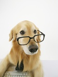 Golden Retriever Wearing Eyeglasses
