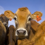 Young Calves in Pasture in New Zealand