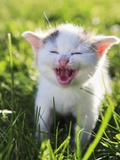 Kitten Meowing