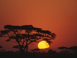 Sunrise and Acacia Trees