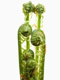 Ostrich Fern Fiddleheads