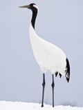 Red-Crowned Crane on Feeding Grounds in Winter