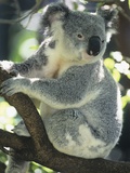 Koala in Eucalyptus Tree