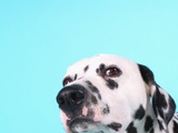 Dalmatian
