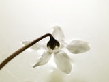 White Cyclamen