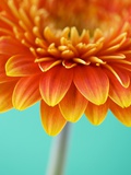 Orange Gerbera Daisy