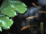 Goldfish and Lily Pads