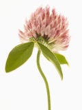 Pink Clover Flower