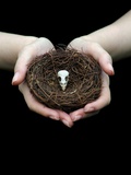 Birds Nest in Cupped Hands