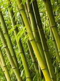 Bamboo plants