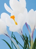 White crocuses