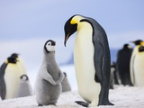 Emperor Penguin With Chick