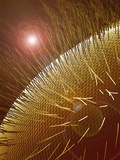 Compound Eye of Honeybee