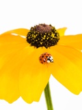 Ladybug on Black-eyed Susan