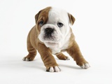 Bulldog Puppy