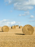 Bales of hay in a field