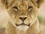 Lion in Kgalagadi Transfrontier Park