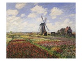 Tulip Fields with the Rijnsburg Windmill