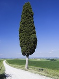 Cypress Tree by Unpaved Road