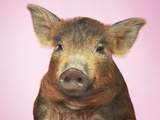Piglet