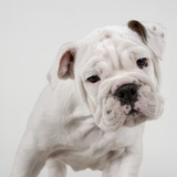 English Bulldog Puppy