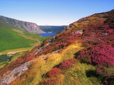 Heather-Covered Hills Along the Wicklow Way