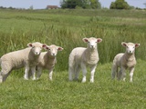 Lambs in Field