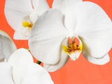 Orchids