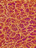 Blood Vessel Cast from Rat Colon