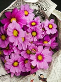 Bouquet of Cosmos Flowers