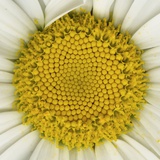 Shasta Daisy