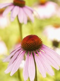 Purple coneflowers (Echinacea purpurea)