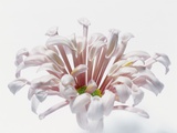 White Chrysanthemum