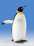 King Penguin