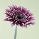 Pink Gerbera Daisy