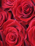 Bouquet of Red Roses