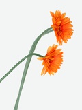 Chrysanthemum