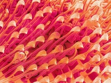 Tip of Leg of a Flower Fly