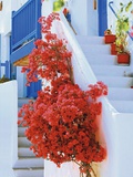 Flowers Blooming on Stairway