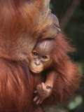 Orangutan and Baby