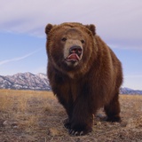 Grizzly Licking Its Chops