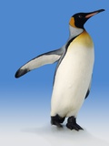 King Penguin