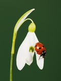 Ladybug on Snowflake Flower