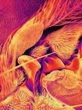 Body of Blowfly