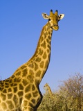 Giraffe in Etosha National Park