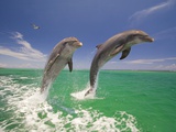 Bottlenosed Dolphins Leaping in Caribbean Sea