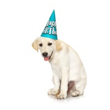 Lab Puppy Wearing Birthday Hat