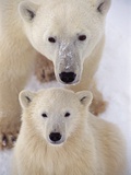 Polar Bear Sow and Cub