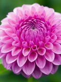Dahlia 'Jayne Stonestreet'